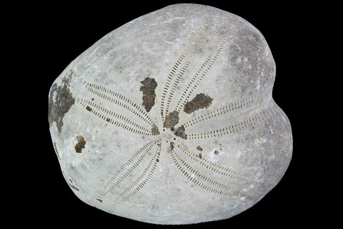 Toxaster Fossil Echinoid (Sea Urchin) - Agadir, Morocco #90635